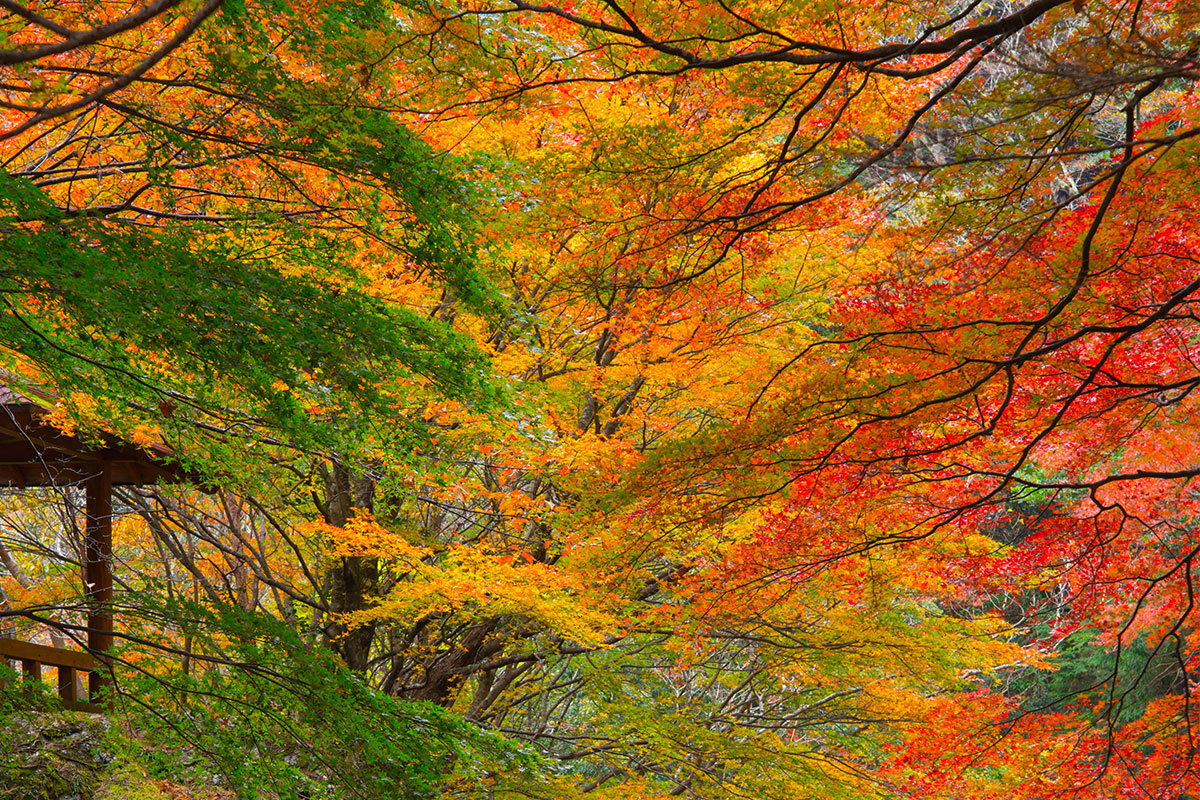 定番から穴場まで 秋の紅葉 高知の綺麗な紅葉スポット厳選ご紹介 Cocchi Me